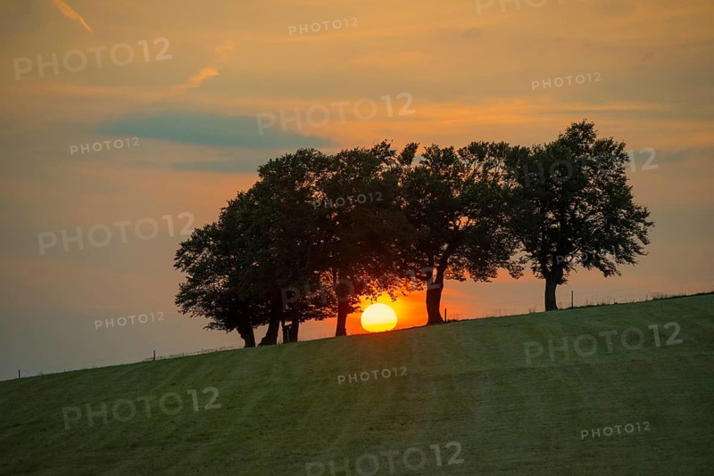 Wind beech trees and sunset, Hofsgrund, Oberried, Schauinsland, Black Forest, Baden-Württemberg, Germany, Europe