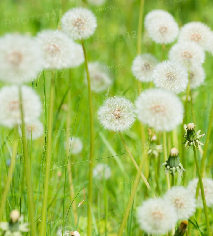 A green meadow full of dandelions, common dandelion (Taraxacum ruderalia), seed head with seeds on flying umbrella (Pappus), umbrella flyer, several closed seed heads in the foreground, symbol of lightness and wishes, seeds detach and fly away, macro shot, close-up, spring, spring, summer, Allertal, Lower Saxony, Germany, Europe