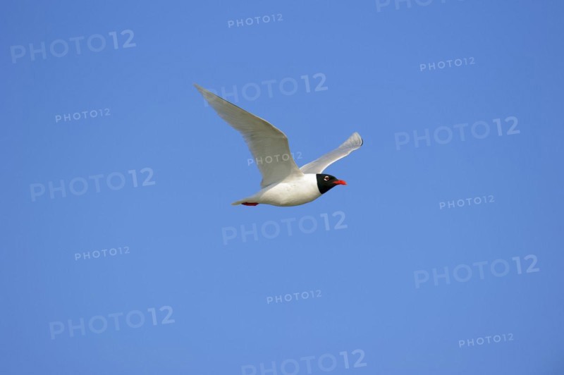 Herring Gull (Ichthyaetus melanocephalus, Larus melanocephalus), flying, Camargue, Provence, southern France
