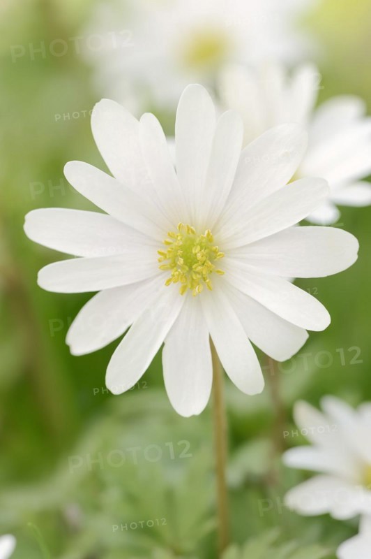 Blue anemone (Anemone apennina var. albiflora), flower, garden plant, North Rhine-Westphalia, Germany, Europe