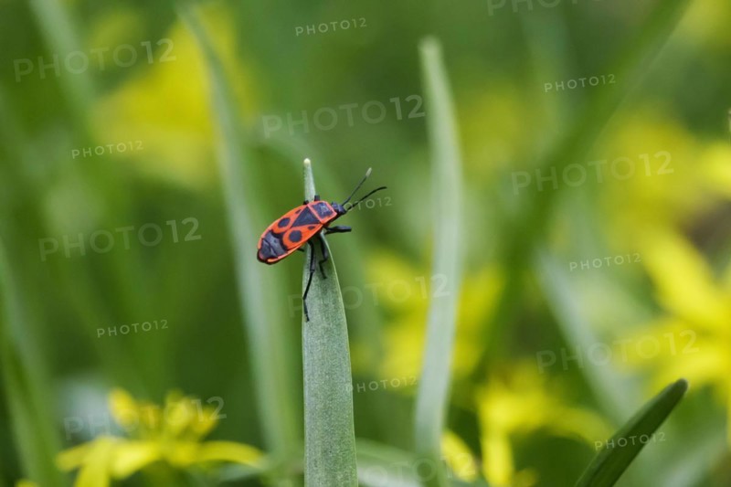Fire bug, March, Germany, Europe