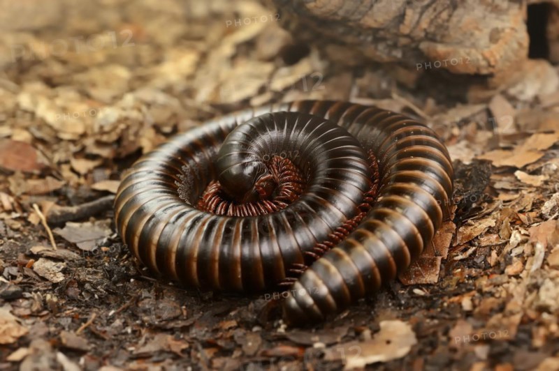 Giant african millipede (Archispirostreptus gigas), captive, occurrence in Africa