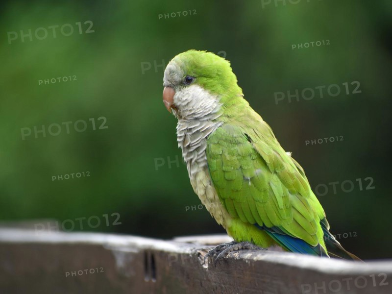 Portrait of a monk parakeet (Myiopsitta monachus) in a park in Buenos Aires, Argentina, South America