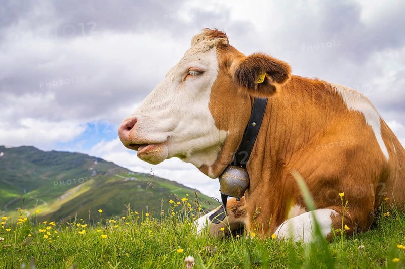 A cow sits on a blooming meadow in the mountains under a partly cloudy sky, Penken, Zillertal. Austria