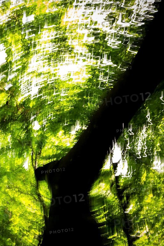Beech, light reflections, wiped image, Humlebæk, Nivå Bugt, Hovedstaden, Øresund coast, Denmark, Europe