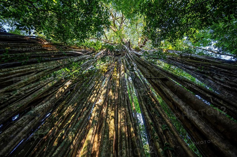 Hanging roots of a giant strangler fig (Ficus americana), looking upwards, in the rainforest, Corcovado National Park, Osa, Puntarena Province, Costa Rica, Central America