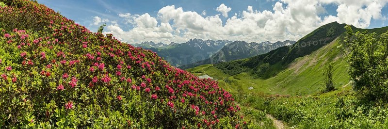 Alpine rose blossom, panorama from the Fellhorn over the Schlappoldsee and mountain station of the Fellhornbahn to the central main ridge of the Allgäu Alps, Allgäu, Bavaria, Germany, Europe