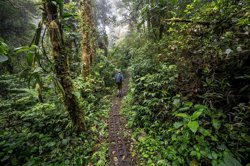 Hiker, tourist on a hiking trail in the rainforest, dense vegetation, Monteverde cloud forest, Monte Verde, Puntarenas province, Costa Rica, Central America