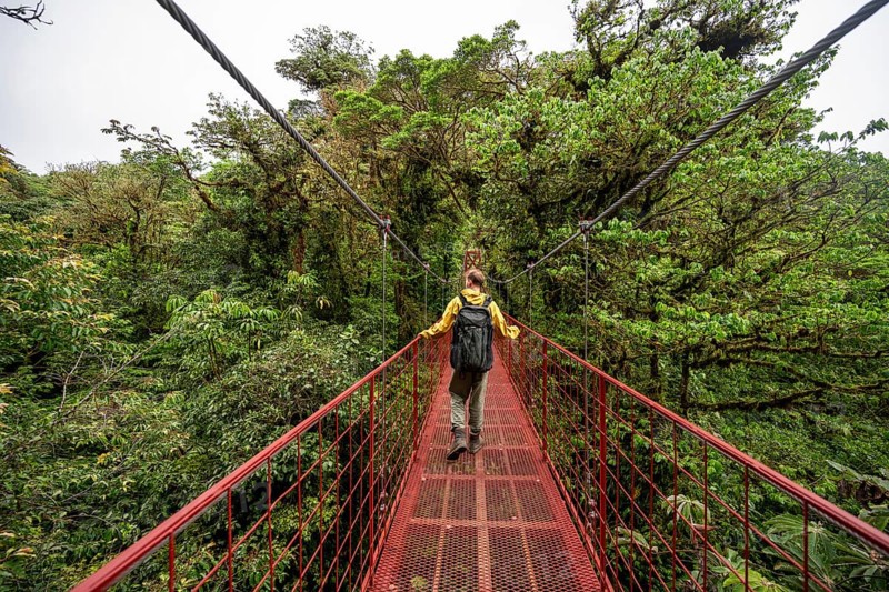 Young man, tourist on red suspension bridge between the treetops in the rainforest, Monteverde Cloud Forest, Monte Verde, Puntarenas Province, Costa Rica, Central America