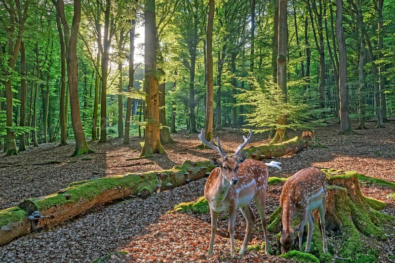 Fallow deer in the forest near Todenmann Rinteln Germany
