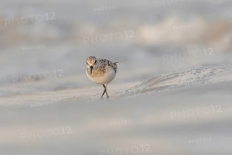 Sanderling (Calidris alba) feeding on a beach. Camaret sur mer, Crozon, Finistere, Brittany, France, Europe