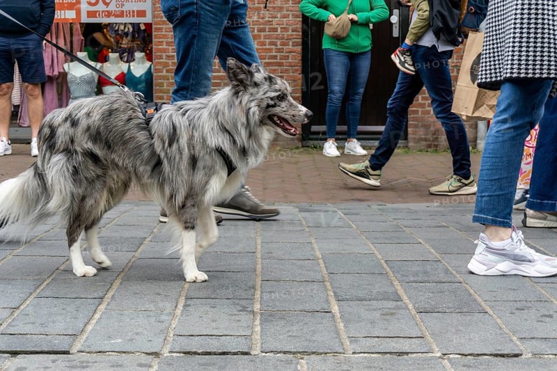 Dogs on a lead, on a pavement, dog perspective, walking between people in a pedestrian zone