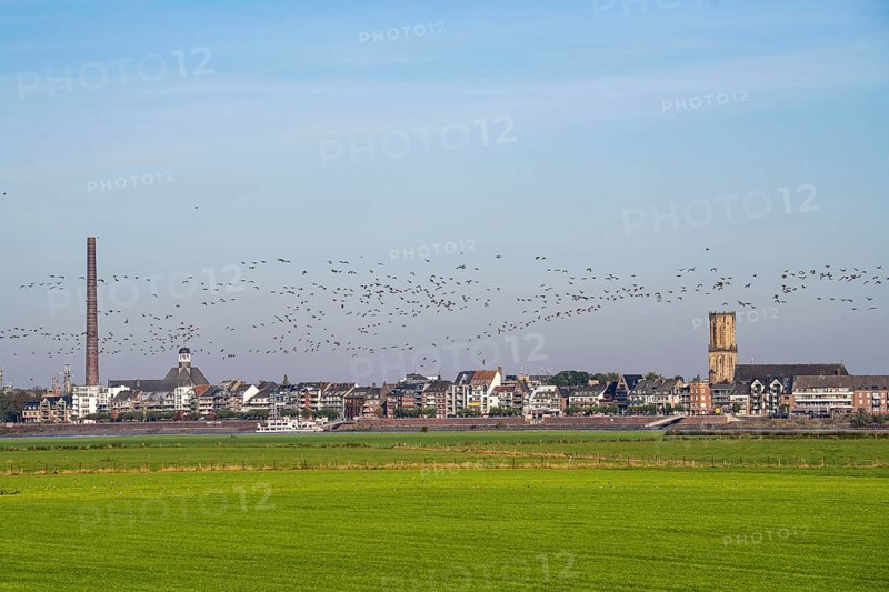 Skyline of Emmerich, on the Lower Rhine, pastures on the left bank of the Rhine, cows, flock of birds, geese, North Rhine-Westphalia, Germany, Europe