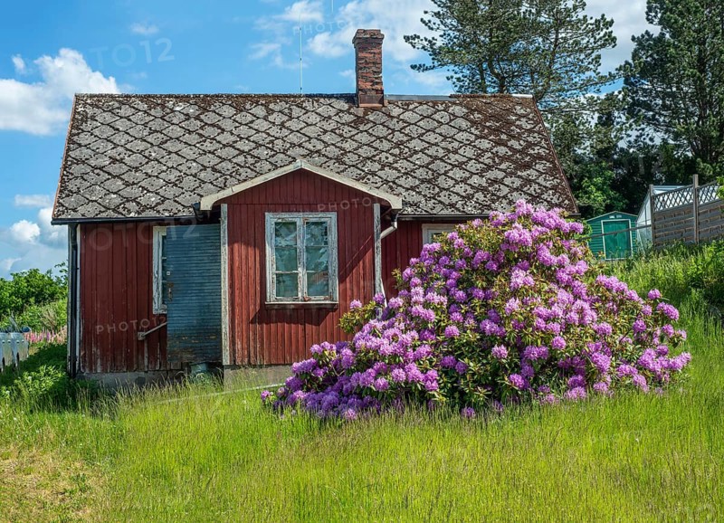 Old abandoned cottage with blooming rhododendron bush in Vollsjö, Skåne County, Sweden, Scandinavia, Europe