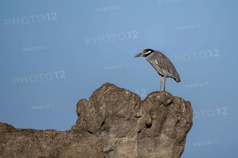 Yellow-crowned night heron (Nyctanassa violacea, Syn.: Nycticorax violaceus) sitting on stone, Costa Rica, Central America