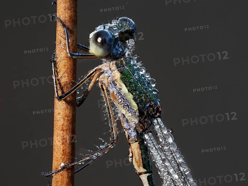 Emerald Damselfly (Lestes sponsa) sits on a rush stalk, the first rays of sunlight dry the wings, which are wetted by the morning dew, North Rhine-Westphalia, Germany, Europe
