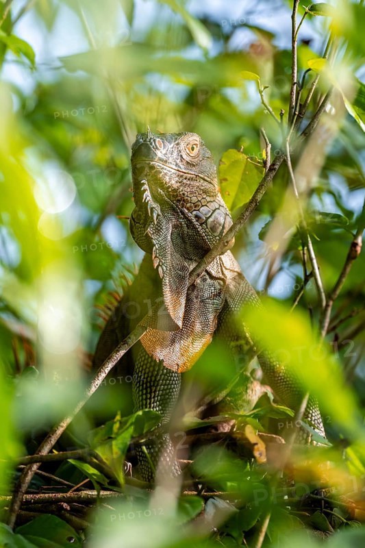 Green iguana (Iguana iguana) between leaves, Tortuguero National Park, Costa RicaGreen iguana (Iguana iguana) between leaves, Costa Rica, Central America