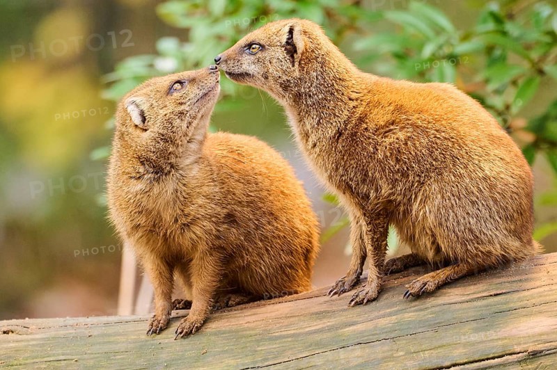 Ethiopian dwarf mongoose (Helogale hirtula) sitting on an old tree trunk, Bavaria, Germany, Europe
