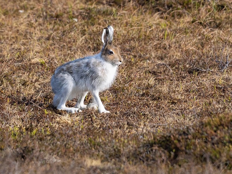 Mountain Hare (Lepus timidus), moulting from winter into its summer coat, Varanger National Park, May, Varanger Fjord, Norway, Europe