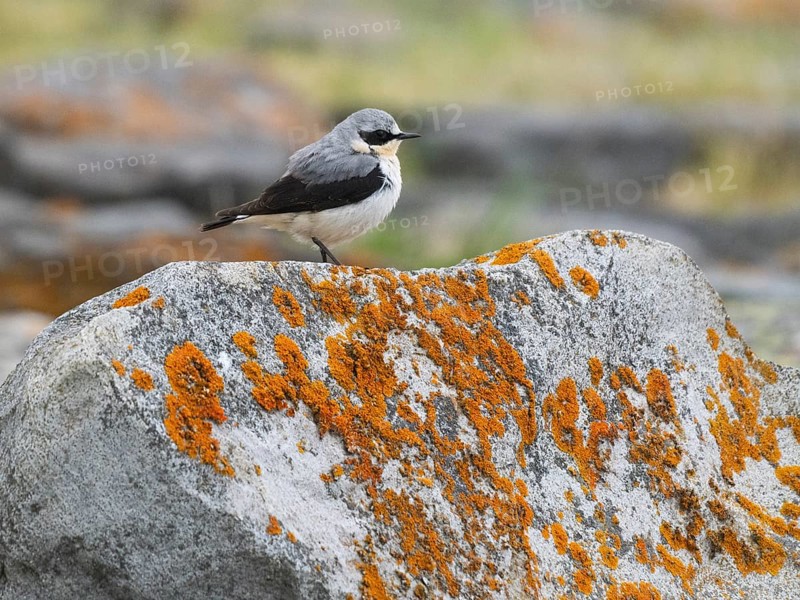 Wheatear (Oenanthe oenanthe) adult male perched on lichen covered rock, on the Arctic Ocean coastline, May, Varanger Fjord, Norway, Europe