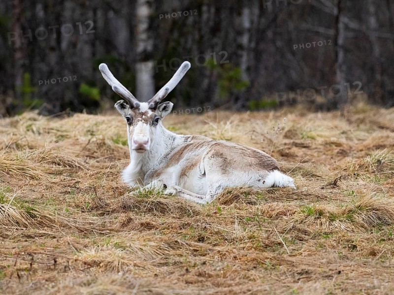 Reindeer (Rangifer tarandus), male resting on rough pasture, with velvet on developing antlers, May, North Sweden