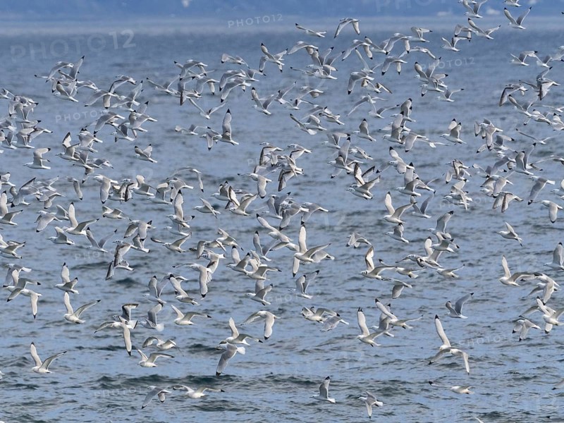 Black-legged kittiwake (Rissa tridactyla), flock flying off from coastal rocks of Arctic Ocean, beside breeding colony, May, Varanger Fjord, Norway, Europe