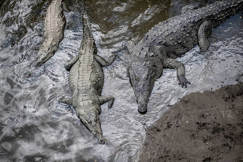 American crocodile (Crocodylus acutus) swimming in the water, from above, Rio Tarcoles, Carara National Park, Puntarenas Province, Costa Rica, Central America