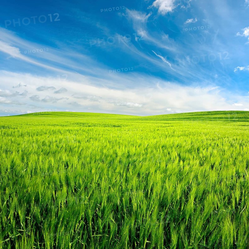 Landscape with rolling hills, green barley field under blue sky with beautiful clouds, Saalekreis, Saxony-Anhalt, Germany, Europe