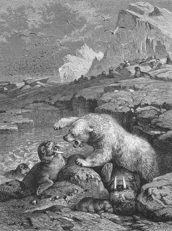 Polar bear fighting a walrus, Historical, digitally restored reproduction from a 19th century original, c. 1890, Record date not stated
