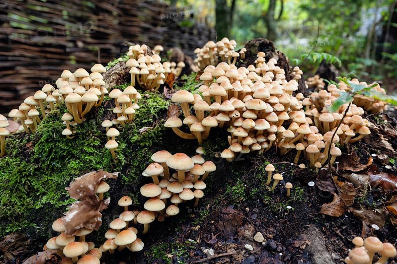 Conifer tuft (Hypholoma capnoides), also known as honey agaric, grows on a dead tree stump in a forest, an edible mushroom species from the family of the Träuschlingsverwandte, Baden-Württemberg, Germany, Europe
