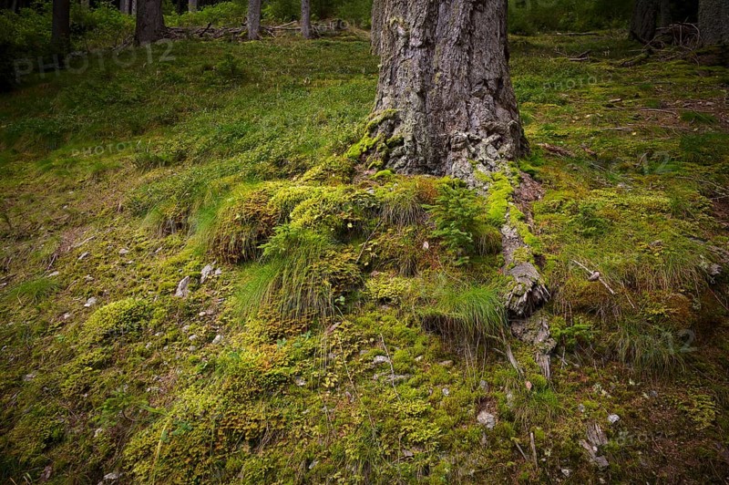 Tree trunk, roots, moss-covered, Taser Höhenweg, forest, Schenna, Scena, South Tyrol, Autonomous Province of Bolzano, Italy, Europe