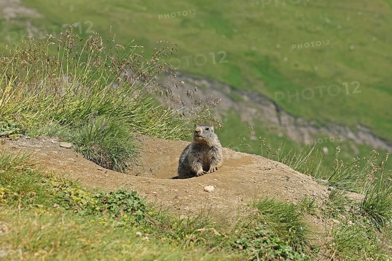 Marmot (Marmota), Grossglockner High Alpine Road, Salzburger Land, Austria, Europe