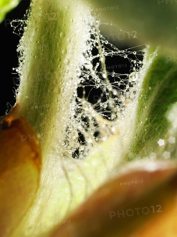 Chestnut, common horse-chestnut (Aesculus hippocastanum), detail of bud, resin droplets and fine hairs to protect the young shoots, macro photograph