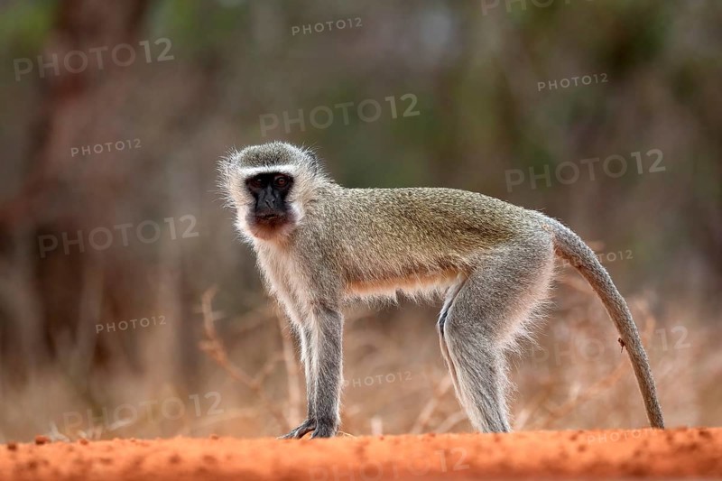 Vervet Monkey (Chlorocebus pygerythrus), adult, at the water, alert, Kruger National Park, Kruger National Park, Kruger National Park South Africa