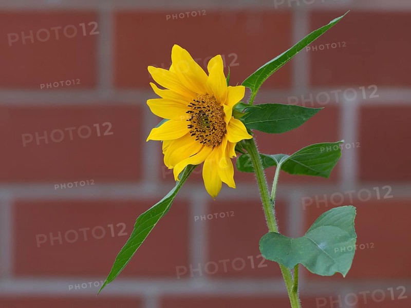 Sunflower (Helianthus annuus), a single bright yellow sunflower with green leaves against a brick wall background, in garden, Hesse, Germany, Europe