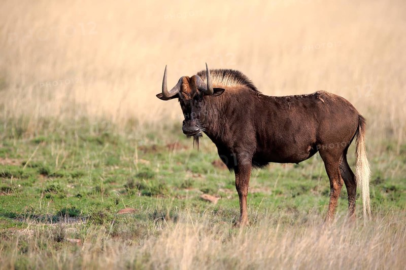 White-tailed wildebeest (Connochaetes gnou), adult, alert, Mountain Zebra National Park, Eastern Cape, South Africa, Africa