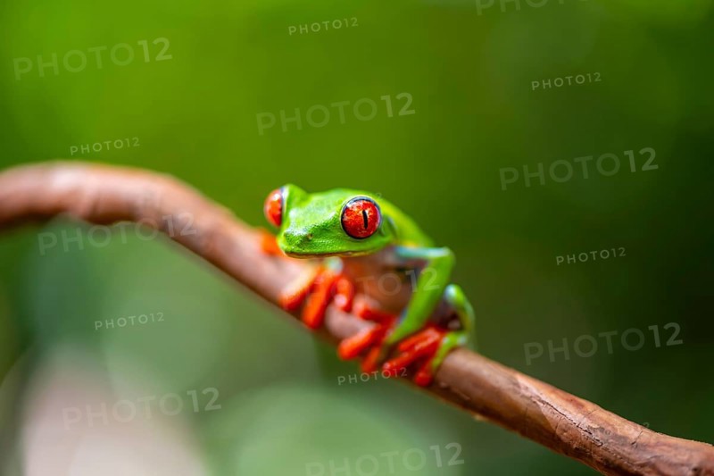 Red-eyed tree frog (Agalychnis callidryas), sitting on a branch, Heredia province, Costa Rica, Central America