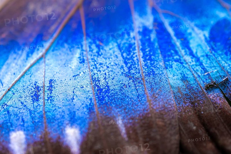 Detail of the butterfly wing of a Morpho helenor, Anaxibia morpho butterfly, Alajuela province, Costa Rica, Central America