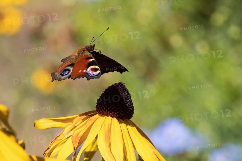 A european peacock (Inachis io) flies over a yellow flower, coneflower (Rudbeckia fulgida), in a natural environment, Hesse, Germany, Europe