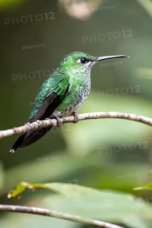Green-crowned brilliant (Heliodoxa jacula), adult female sitting on a branch, Monteverde Cloud Forest, Monte Verde, Costa Rica, Central America