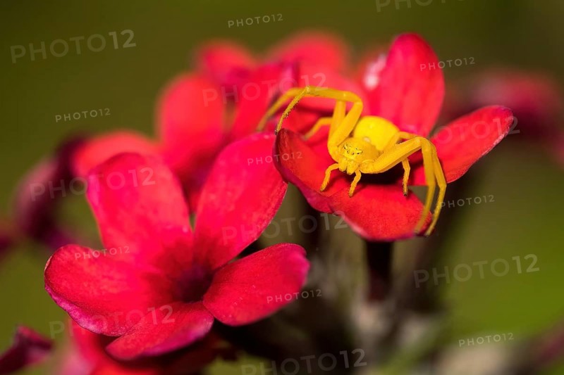 A yellow Goldenrod crab spider (Misumena vatia) sitting on an intensely red flower, surrounded by other petals, Hesse, Germany, Europe