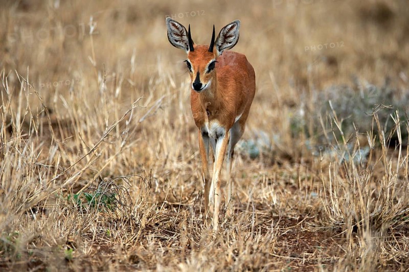 Steenbok (Raphicerus campestris), adult, male, foraging, vigilant, dwarf antelope, Kruger National Park, Kruger National Park, Kruger National Park South Africa