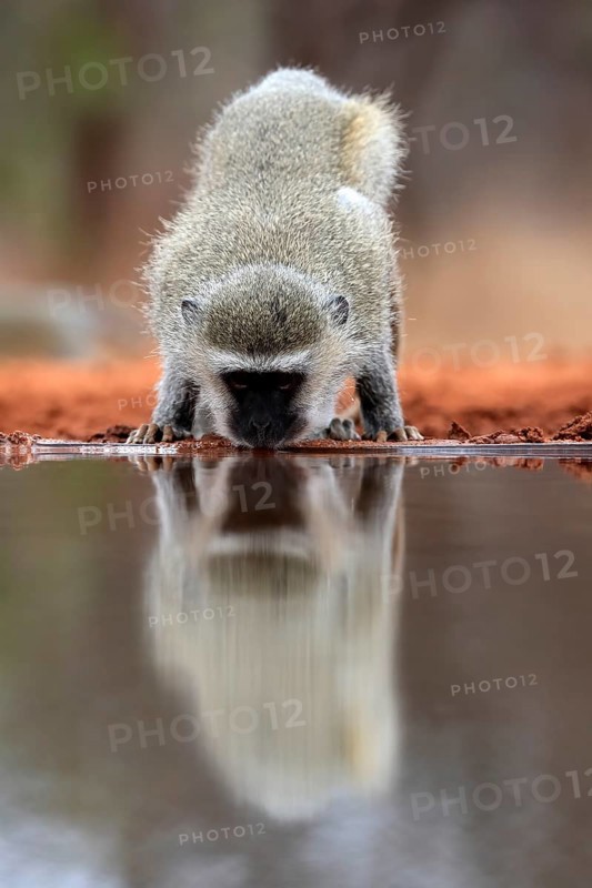 Vervet Monkey (Chlorocebus pygerythrus), adult, drinking, at the water, Kruger National Park, Kruger National Park, Kruger National Park South Africa