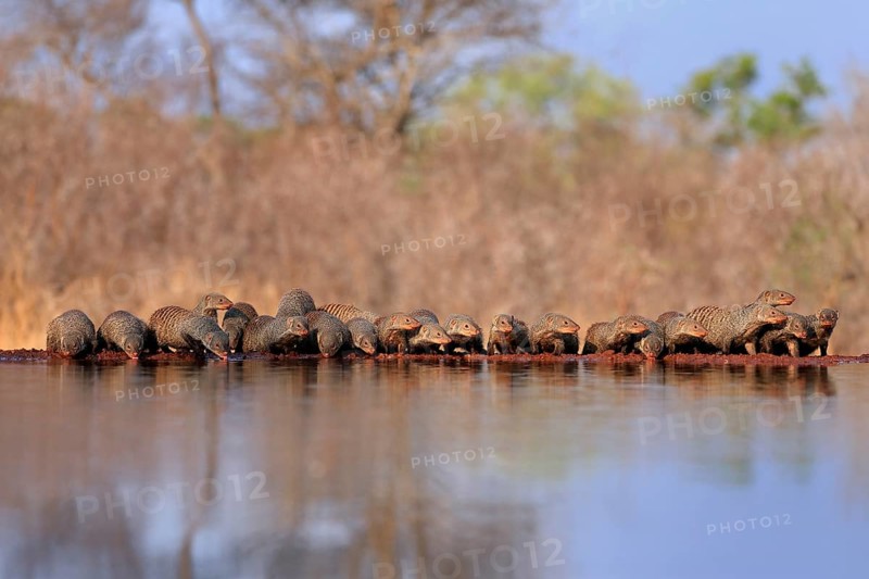 Zebra mongoose (Mungos mungo), adult, group, at the water, drinking, Kruger National Park, Kruger National Park, Kruger National Park South Africa