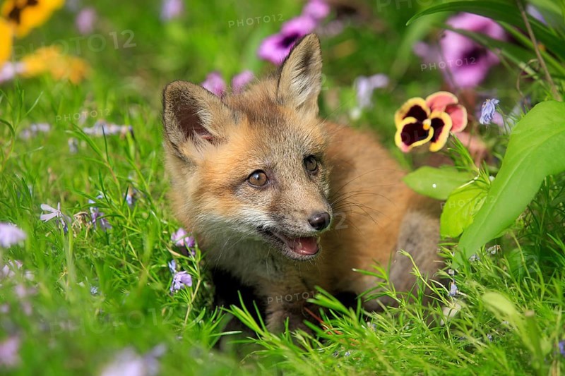 Red fox (Vulpes vulpes), young animal, meadow, flower, ten weeks old, portrait, Montana, USA, North America