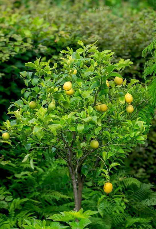 Lemon tree with fruit (Citrus × limon), North Rhine-Westphalia, Germany, Europe