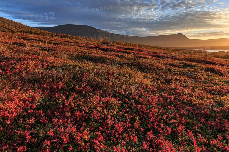 Autumn coloured blueberry bushes, red, morning light, cloudy mood, autumn, mountains, Stora Sjöfallet National Park, Laponia, Lapland, Sweden, Europe