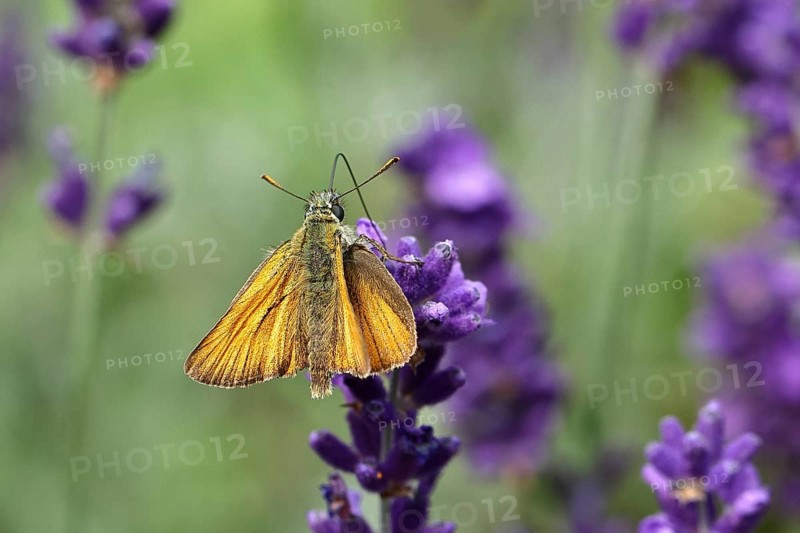 Large skipper (Ochlodes venatus), collecting nectar from a flower of Common lavender (Lavandula angustifolia), close-up, macro photograph, Wilnsdorf, North Rhine-Westphalia, Germany, Europe