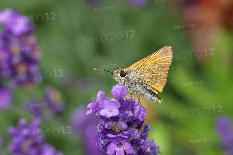 Large skipper (Ochlodes venatus), collecting nectar from a flower of Common lavender (Lavandula angustifolia), close-up, macro photograph, Wilnsdorf, North Rhine-Westphalia, Germany, Europe