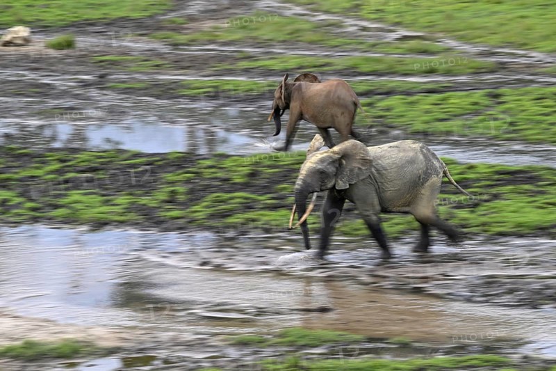 Forest elephants (Loxodonta cyclotis) in the Dzanga Bai forest clearing, illegal hunting, poaching, blurring, Dzanga-Ndoki National Park, Unesco World Heritage Site, Dzanga-Sangha Complex of Protected Areas (DSPAC), Sangha-Mbaéré Prefecture, Central African Republic, Africa